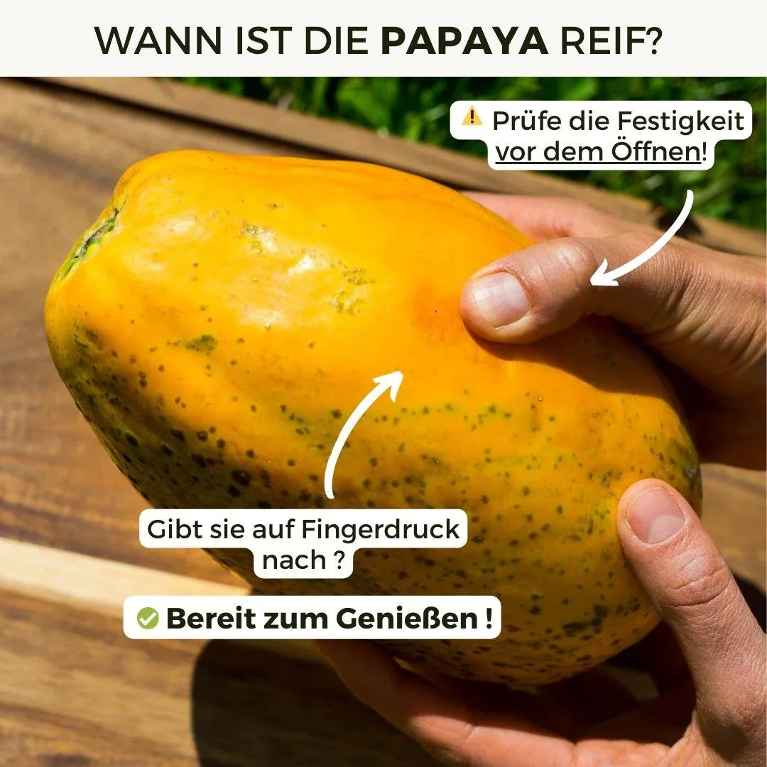 Papaya Red Lady - Image 4