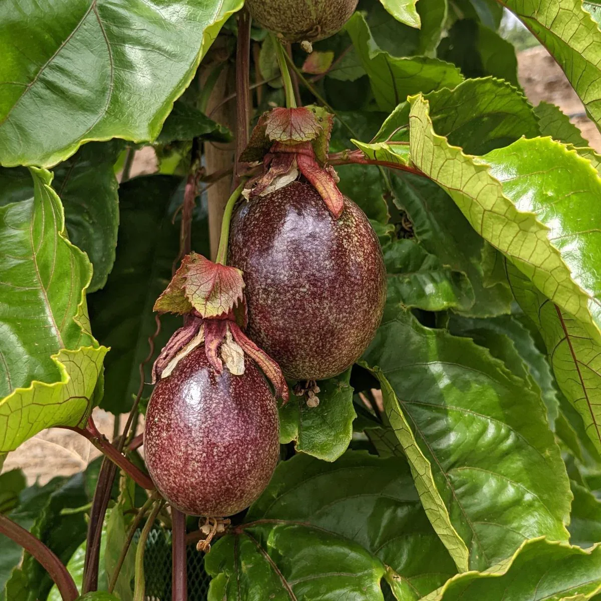 Passionsfrucht rot - Image 4