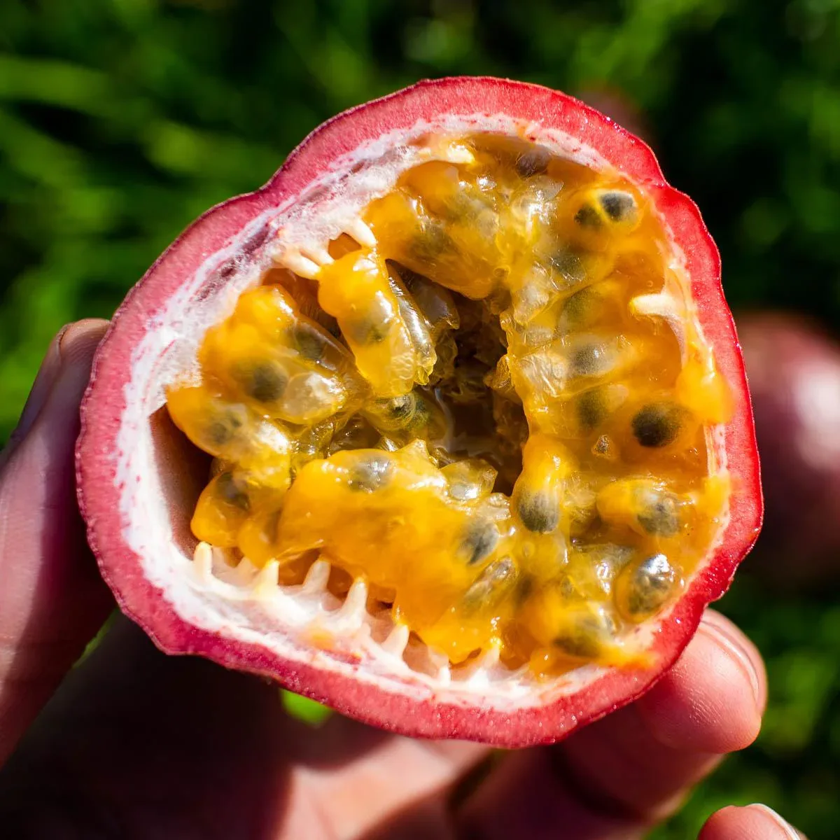 Passionsfrucht rot - Image 8