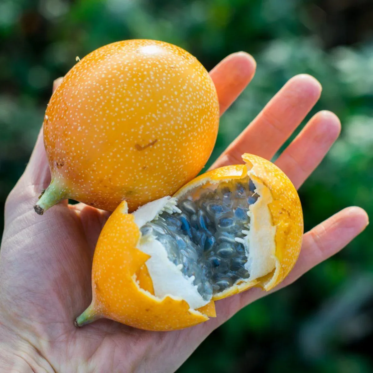 Süße Granadilla - Image 10