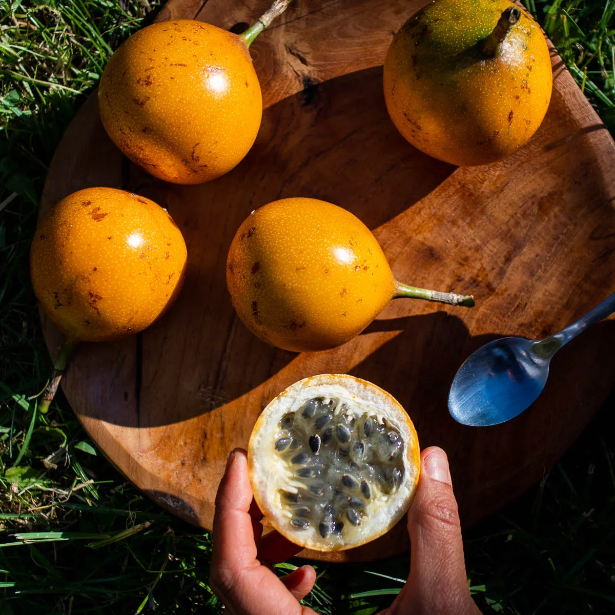 Süße Granadilla - Image 15