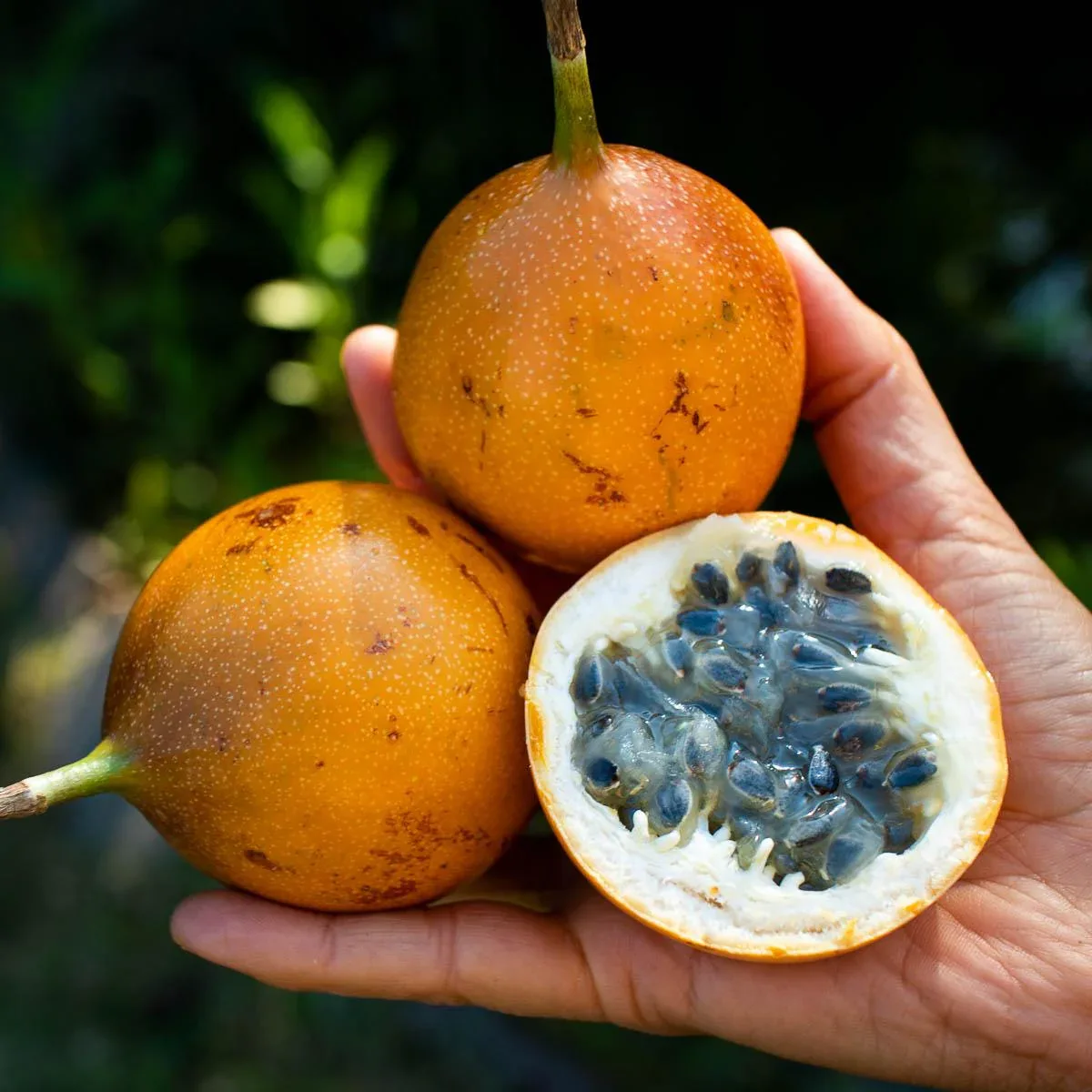 Süße Granadilla - Image 7